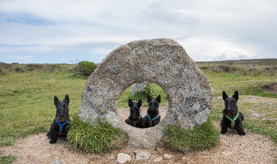 Hitchcock-Islay-Riley-Finnlay (Stemmler)