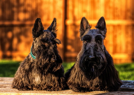 Klara and Bijou (Gersch)